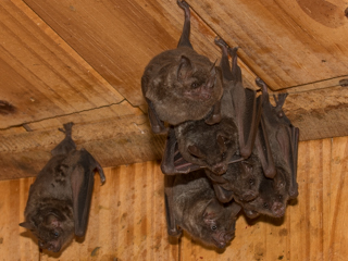 New bat species for Bat team